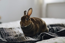 Chester the Bunny